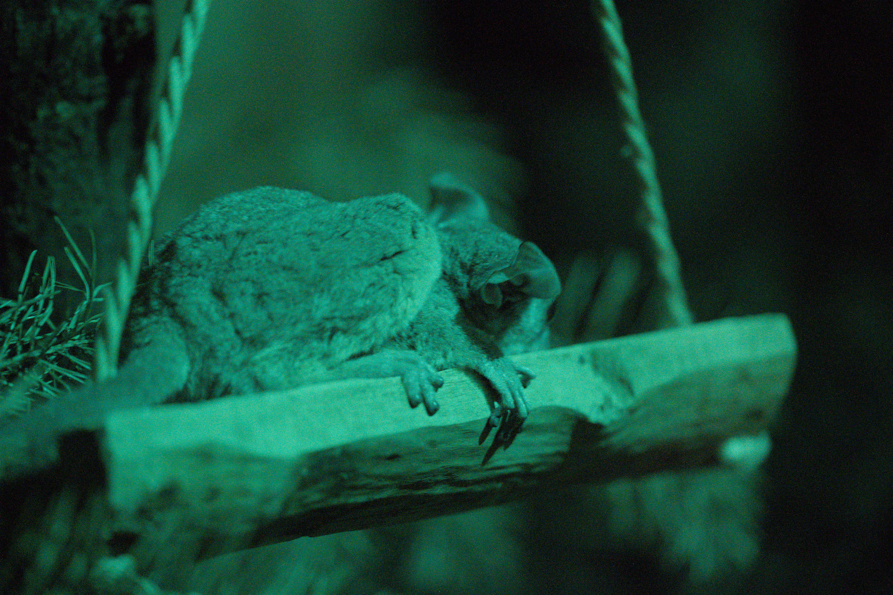 2025/10/12 - zoo/DSC_0287.jpg